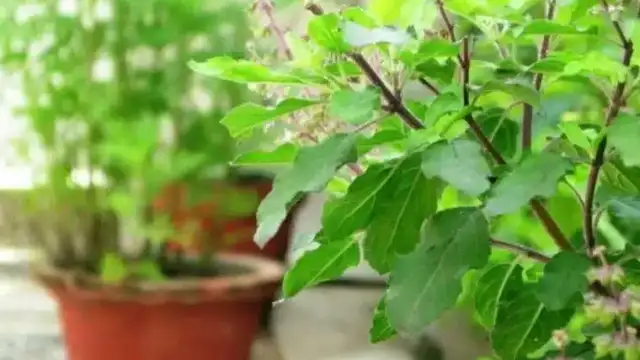 Tulasi Plant