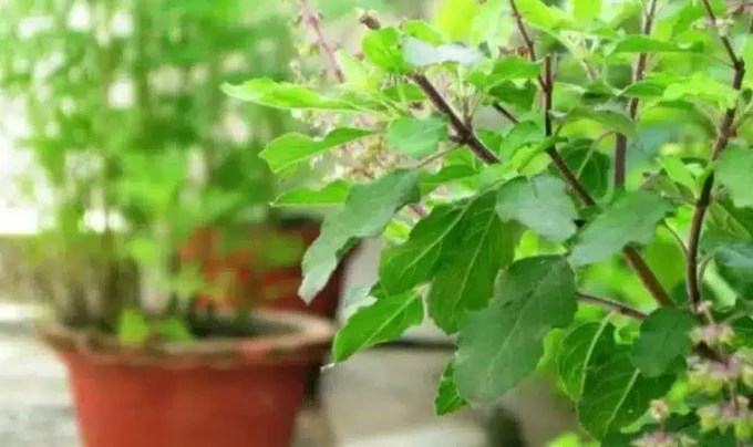 Tulasi Plant: ఇంట్లో తులసి మొక్క ఉందా…అయితే ఈ విషయాలు ఖచ్చితంగా తెలుసుకోండి..!