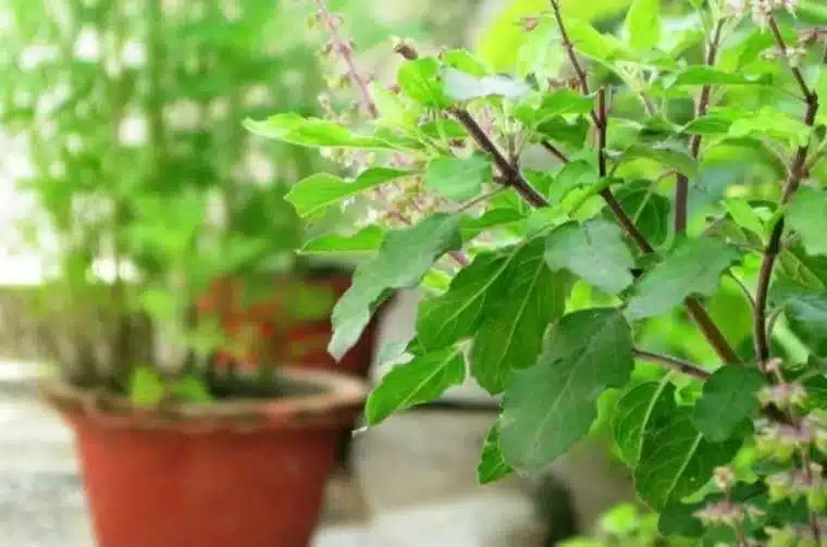 Tulasi Plant: ఇంట్లో తులసి మొక్క ఉందా…అయితే ఈ విషయాలు ఖచ్చితంగా తెలుసుకోండి..!
