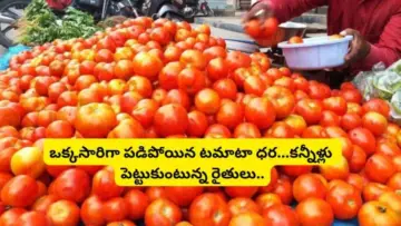 Tomato Price