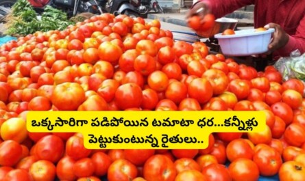 Tomato Price