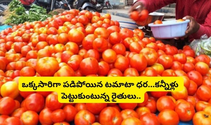 Tomato Price: ఒక్కసారిగా పడిపోయిన టమాటా ధర…కన్నీళ్లు పెట్టుకుంటున్న రైతులు.!