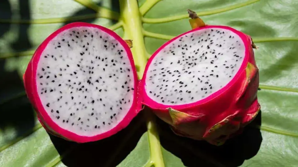 Dragon Fruit