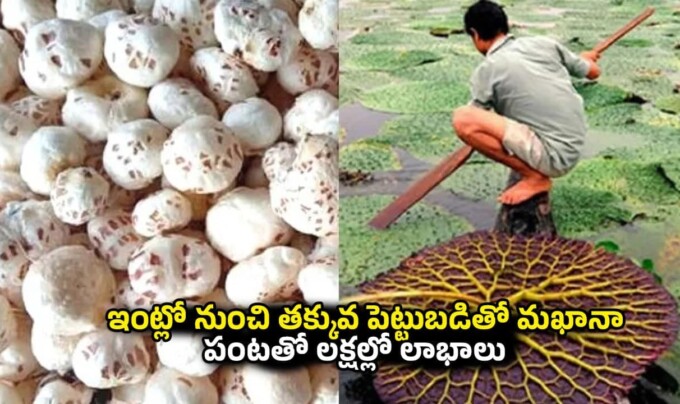 Business Idea: ఇంట్లో నుంచి తక్కువ పెట్టుబడితో మఖానా పంటతో లక్షల్లో లాభాలు