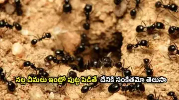 Black Ants