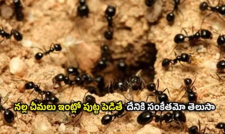 Black Ants