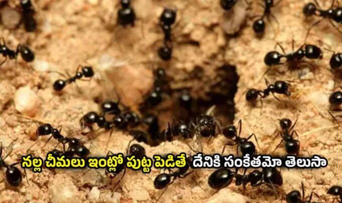 Black Ants: నల్ల చీమలు ఇంట్లో పుట్ట పెడితే  దేనికి సంకేతమో తెలుసా..!