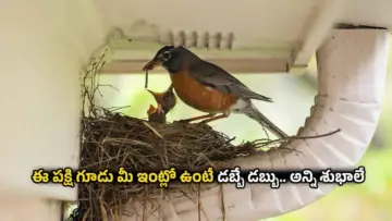 Bird Nest