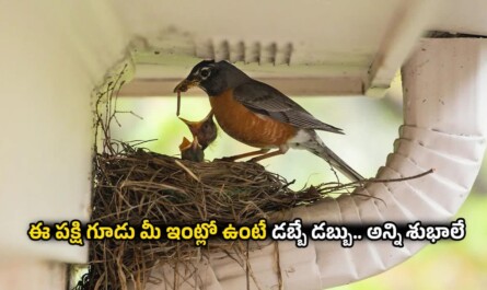 Bird Nest