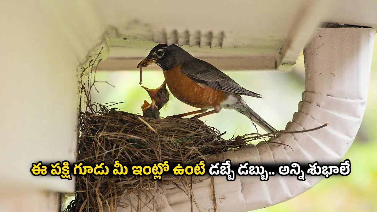 Bird Nest