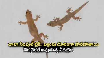 Lizards