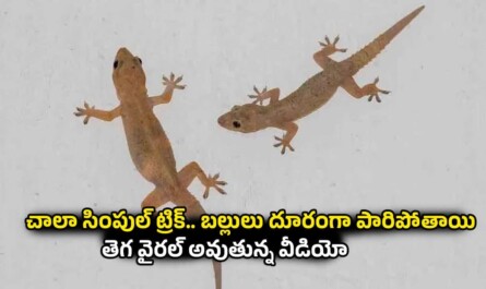 Lizards