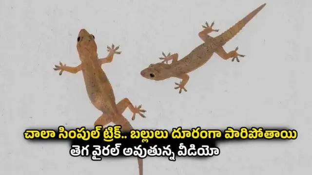 Lizards