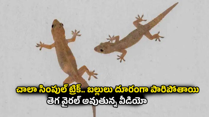 Lizards