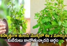 Tulsi Astro Tips: అకస్మాత్తుగా తులసి మొక్కలో ఈ 2 మార్పులు.. కుబేరులు కాబోతున్నారని అర్థం Tulsi Astro Tips