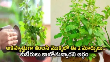 Tulsi Astro Tips