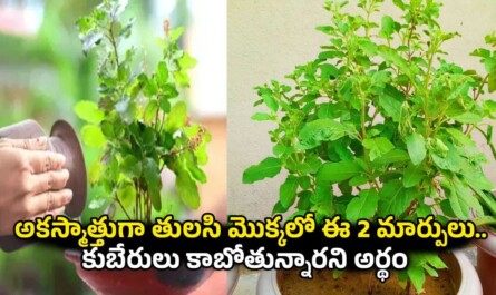 Tulsi Astro Tips