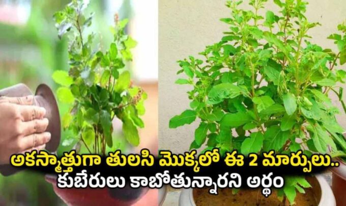 Tulsi Astro Tips: అకస్మాత్తుగా తులసి మొక్కలో ఈ 2 మార్పులు.. కుబేరులు కాబోతున్నారని అర్థం