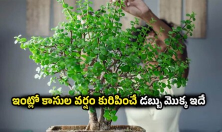 Vastu Tips