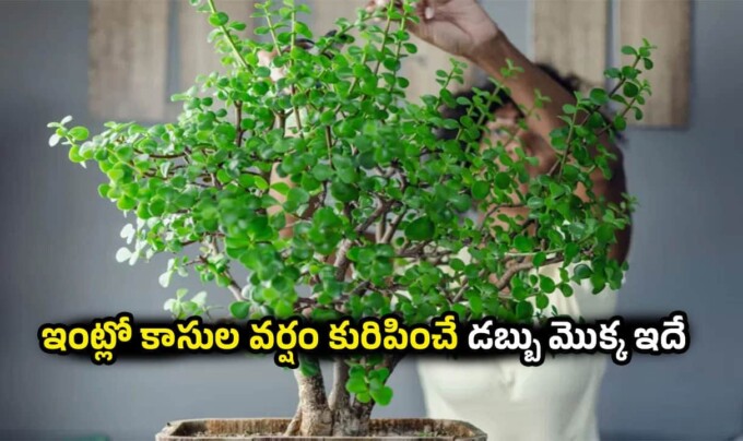 Vastu Tips: ఇంట్లో కాసుల వర్షం కురిపించే కుబేర మొక్క.. గుమ్మం దగ్గర ఈ మొక్క ఉంటే ఎన్నో అద్భుతమైన లాభాలు