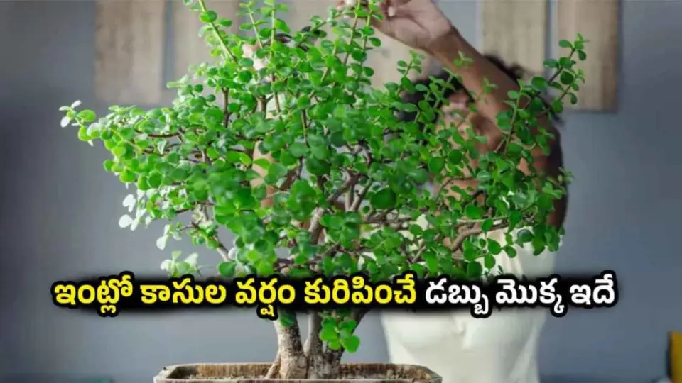 Vastu Tips