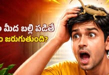 Lizard Falling on Head: తల మీద బల్లి పడితే నిజంగానే ప్రమాదమా.. తెలుసుకోండి Lizard Falling on Head: తల మీద బల్లి పడితే నిజంగానే ప్రమాదమా.. తెలుసుకోండి