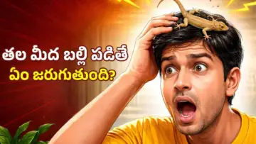 Lizard Falling on Head: తల మీద బల్లి పడితే నిజంగానే ప్రమాదమా.. తెలుసుకోండి