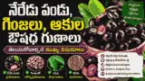 Jamun Fruit Benefits: నేరేడు పండు, గింజలు, ఆకుల ఔషధ గుణాలు – తెలుసుకోవాల్సిన ముఖ్య విషయాలు