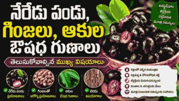 Jamun Fruit Benefits: నేరేడు పండు, గింజలు, ఆకుల ఔషధ గుణాలు – తెలుసుకోవాల్సిన ముఖ్య విషయాలు