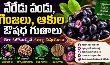 Jamun Fruit Benefits: నేరేడు పండు, గింజలు, ఆకుల ఔషధ గుణాలు – తెలుసుకోవాల్సిన ముఖ్య విషయాలు