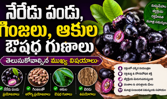 Jamun Fruit Benefits: నేరేడు పండు, గింజలు, ఆకుల ఔషధ గుణాలు – తెలుసుకోవాల్సిన ముఖ్య విషయాలు